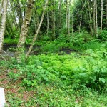 Allison Springs pre rest 2