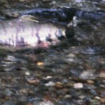 ASP