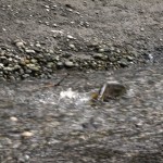 ASP