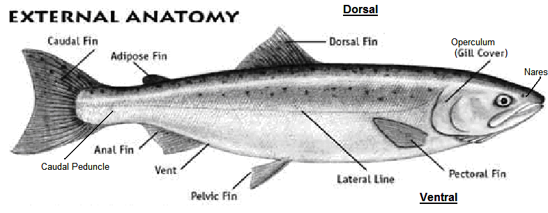 Salmon Body Parts as well Fish Anatomy Diagram together with Bony Fish 