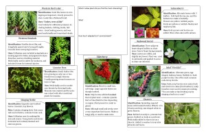 Ethnobotany Field Guide Tolmie State Park 2