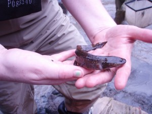 Along with thousands of immature frogs and toads, many salamanders were collected and relocated to a safer location.