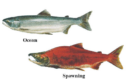 Meet the 7 species of Pacific Salmon – South Puget Sound Salmon Enhancement  Group