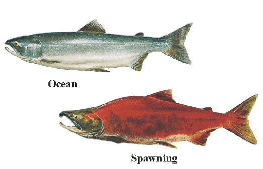 How many species of salmon are there and how large can they get?