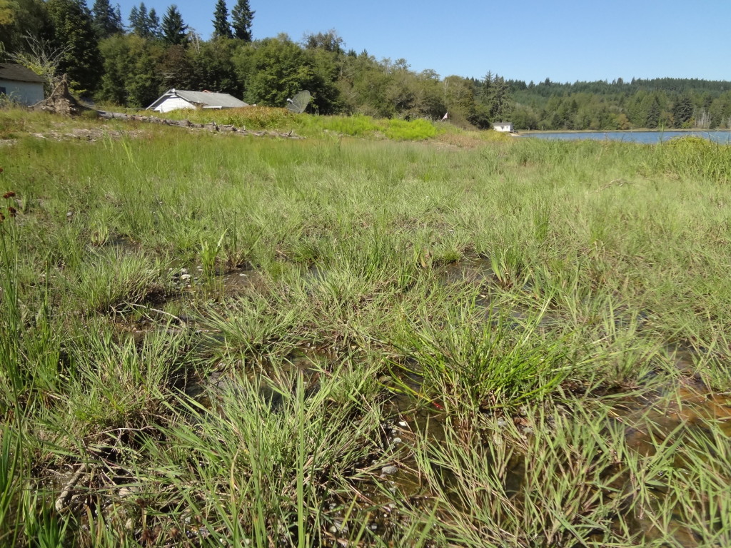 A close up view of recently populated wetland plant species.